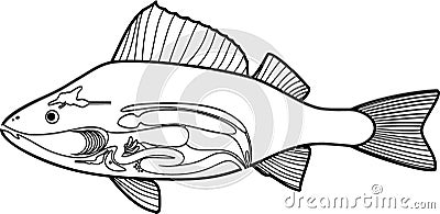 Coloring page with scheme of internal anatomy of fish. Educational material with structure of perch Perca fluviatilis Vector Illustration